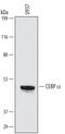 CCAAT Enhancer Binding Protein Alpha antibody, MAB7094, R&D Systems, Western Blot image 
