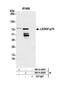 PC4 And SFRS1 Interacting Protein 1 antibody, NB110-40560, Novus Biologicals, Western Blot image 