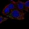 HBB antibody, NBP2-14081, Novus Biologicals, Immunocytochemistry image 