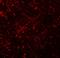 Membrane Spanning 4-Domains A6A antibody, LS-B9586, Lifespan Biosciences, Immunofluorescence image 