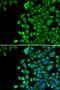 Prominin 1 antibody, orb129549, Biorbyt, Immunofluorescence image 