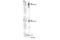 TNF Receptor Superfamily Member 8 antibody, 25114S, Cell Signaling Technology, Western Blot image 