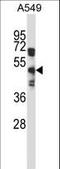 Sphingosine-1-Phosphate Receptor 5 antibody, LS-C162837, Lifespan Biosciences, Western Blot image 