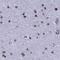 Nucleolar Protein 4 Like antibody, NBP1-94115, Novus Biologicals, Immunohistochemistry paraffin image 