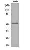 Activating Transcription Factor 2 antibody, orb159455, Biorbyt, Western Blot image 