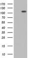 Procollagen-Lysine,2-Oxoglutarate 5-Dioxygenase 2 antibody, CF803224, Origene, Western Blot image 