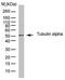 Tubulin Alpha 1b antibody, SM2202P, Origene, Western Blot image 