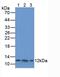 Thioredoxin antibody, LS-C296598, Lifespan Biosciences, Western Blot image 