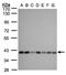 Solute Carrier Family 25 Member 33 antibody, PA5-21793, Invitrogen Antibodies, Western Blot image 