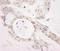 Pseudouridine Synthase 1 antibody, A301-651A, Bethyl Labs, Immunohistochemistry frozen image 