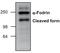 Spectrin Alpha, Non-Erythrocytic 1 antibody, PA1-26484, Invitrogen Antibodies, Western Blot image 