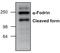 Spectrin Alpha, Non-Erythrocytic 1 antibody, PA1-26484, Invitrogen Antibodies, Western Blot image 