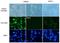 SWI/SNF Related, Matrix Associated, Actin Dependent Regulator Of Chromatin, Subfamily A, Member 2 antibody, ab15597, Abcam, Immunofluorescence image 