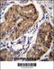 DCC Netrin 1 Receptor antibody, 56-355, ProSci, Immunohistochemistry paraffin image 