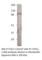 TLR12 antibody, TLR12-1201AP, FabGennix, Western Blot image 