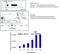 Lysine Acetyltransferase 5 antibody, MA1-71508, Invitrogen Antibodies, Chromatin Immunoprecipitation image 