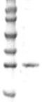 SRY-Box 1 antibody, TA354596, Origene, Western Blot image 