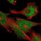 TRNA Methyltransferase 10B antibody, NBP1-88770, Novus Biologicals, Immunofluorescence image 