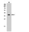 CAMP Responsive Element Binding Protein 1 antibody, STJ92462, St John