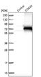 Cell Division Cycle 45 antibody, NBP1-85723, Novus Biologicals, Western Blot image 