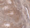 TSC22 Domain Family Member 3 antibody, A03078, Boster Biological Technology, Immunohistochemistry frozen image 