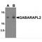 GABA Type A Receptor Associated Protein Like 2 antibody, MBS153407, MyBioSource, Western Blot image 