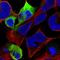 Neurofilament Medium antibody, HPA023138, Atlas Antibodies, Immunofluorescence image 