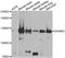 Dishevelled Associated Activator Of Morphogenesis 2 antibody, orb247994, Biorbyt, Western Blot image 