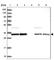 WD Repeat Domain 61 antibody, HPA039932, Atlas Antibodies, Western Blot image 