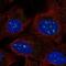 ATP Synthase C Subunit Lysine N-Methyltransferase antibody, NBP2-57443, Novus Biologicals, Immunofluorescence image 