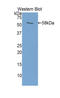 Prolactin antibody, LS-C296054, Lifespan Biosciences, Western Blot image 