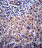 Cytochrome P450 Family 3 Subfamily A Member 4 antibody, 63-204, ProSci, Immunohistochemistry paraffin image 