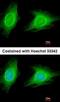 Rho Associated Coiled-Coil Containing Protein Kinase 1 antibody, orb74188, Biorbyt, Immunofluorescence image 