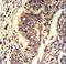 Kynureninase antibody, LS-C165658, Lifespan Biosciences, Immunohistochemistry paraffin image 