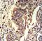 Kynureninase antibody, LS-C165658, Lifespan Biosciences, Immunohistochemistry paraffin image 