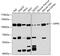 Dipeptidyl Peptidase 4 antibody, GTX64333, GeneTex, Western Blot image 