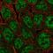 POU Class 5 Homeobox 1B antibody, HPA058267, Atlas Antibodies, Immunofluorescence image 