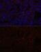 Nicotinamide N-Methyltransferase antibody, GTX32754, GeneTex, Immunohistochemistry paraffin image 