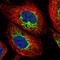 Acyl-CoA Dehydrogenase Family Member 9 antibody, PA5-65455, Invitrogen Antibodies, Immunofluorescence image 