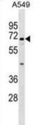 Integrin Alpha FG-GAP Repeat Containing 1 antibody, abx029756, Abbexa, Western Blot image 