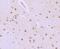 Interleukin Enhancer Binding Factor 2 antibody, NBP2-75539, Novus Biologicals, Immunohistochemistry paraffin image 