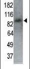 Microtubule Affinity Regulating Kinase 1 antibody, PA5-13945, Invitrogen Antibodies, Western Blot image 