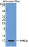 Mucin 1, Cell Surface Associated antibody, LS-C295431, Lifespan Biosciences, Western Blot image 
