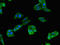 Toll Like Receptor 5 antibody, orb47515, Biorbyt, Immunocytochemistry image 