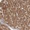 G Protein-Coupled Receptor 157 antibody, PA5-55949, Invitrogen Antibodies, Immunohistochemistry frozen image 