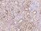 Aminomethyltransferase antibody, 201779-T08, Sino Biological, Immunohistochemistry paraffin image 