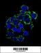 Phosphoenolpyruvate Carboxykinase 2, Mitochondrial antibody, 63-394, ProSci, Immunofluorescence image 