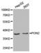 Paraoxonase 2 antibody, LS-C192866, Lifespan Biosciences, Western Blot image 