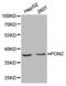 PON2 antibody, LS-C192866, Lifespan Biosciences, Western Blot image 