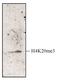 Histone Cluster 4 H4 antibody, CI1011, Boster Biological Technology, Western Blot image 